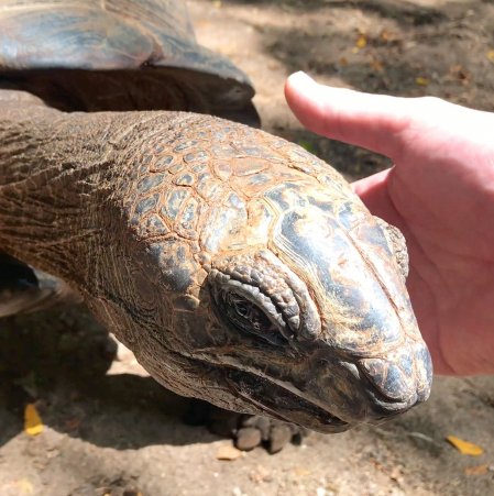 Żółwie lądowe z Zanzibar 2
