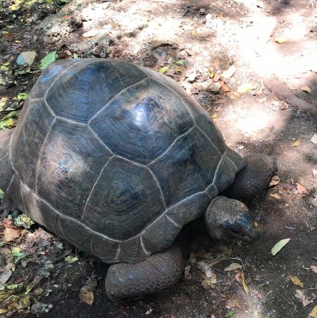 Żółwie lądowe z Zanzibar 5